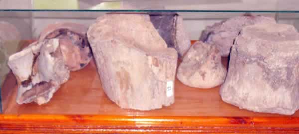 more fossilised remains