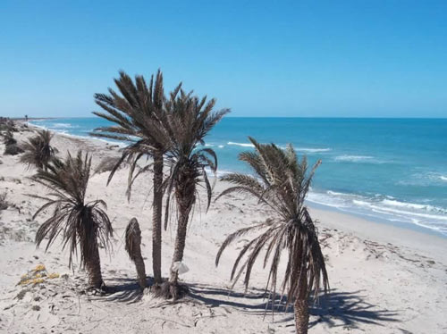 palmtrees by the beach of Farwah