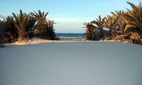 sand dunes and short palms by Zuwarah beach