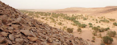 desert valley, sahara, with some bushes