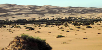 Sand dunes and  desert bushes