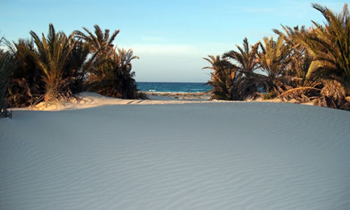 zuwarah beach with short palms and sand dunes at the front